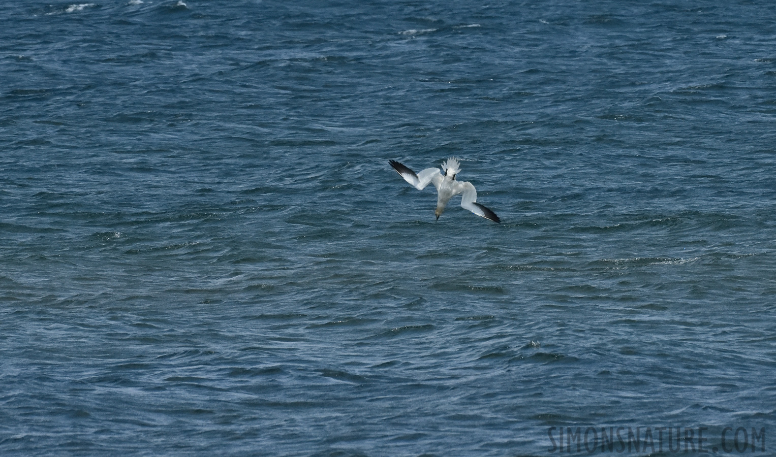 Morus bassanus [400 mm, 1/8000 Sek. bei f / 7.1, ISO 1600]